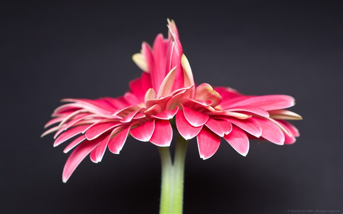 Lonely pink flower, black background Wallpapers Pictures Photos Images