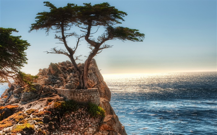 Lonely tree, cliff, coast Wallpapers Pictures Photos Images