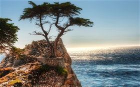 Lonely tree, cliff, coast HD wallpaper