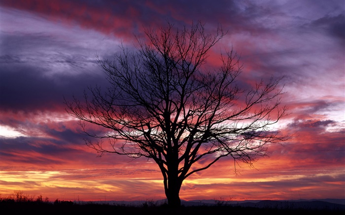 Lonely tree, silhouette, purple sky, dusk Wallpapers Pictures Photos Images
