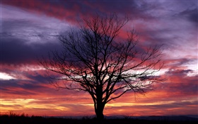 Lonely tree, silhouette, purple sky, dusk HD wallpaper