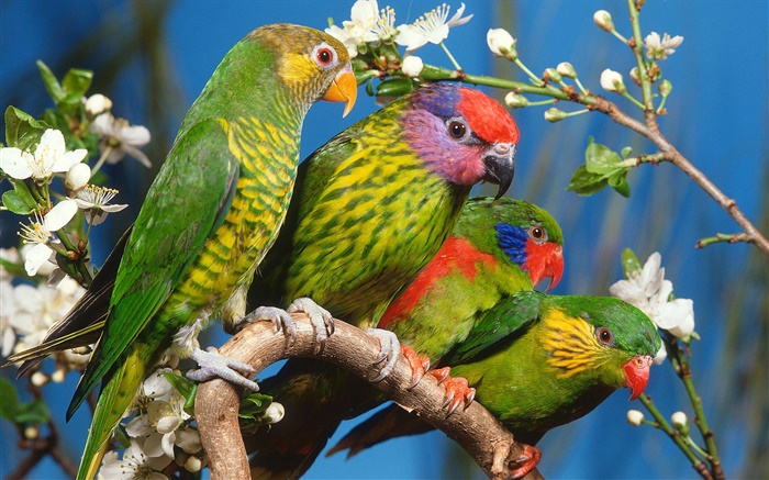 Lorikeets, flowers Wallpapers Pictures Photos Images