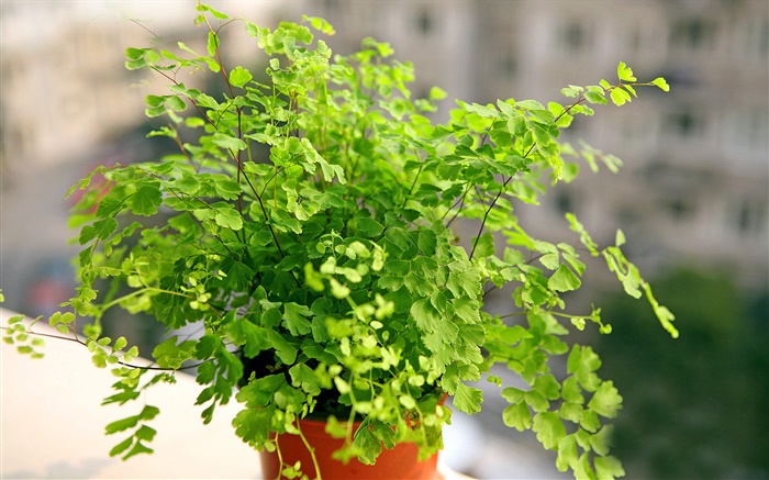 Maidenhair fern, green bonsai Wallpapers Pictures Photos Images