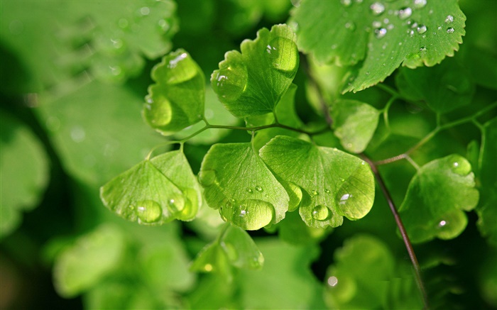 Maidenhair fern, leaves, water drops Wallpapers Pictures Photos Images