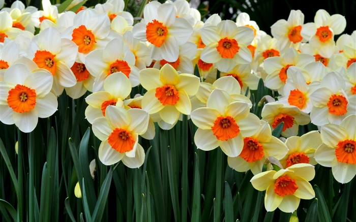 Many daffodils Wallpapers Pictures Photos Images