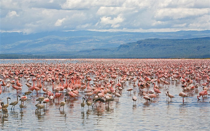 Many flamingos, Lake nakuru National Park, Kenya Wallpapers Pictures Photos Images