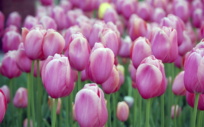 Many purple tulip flowers, bokeh Wallpapers Pictures Photos Images