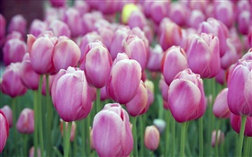Many purple tulip flowers, bokeh