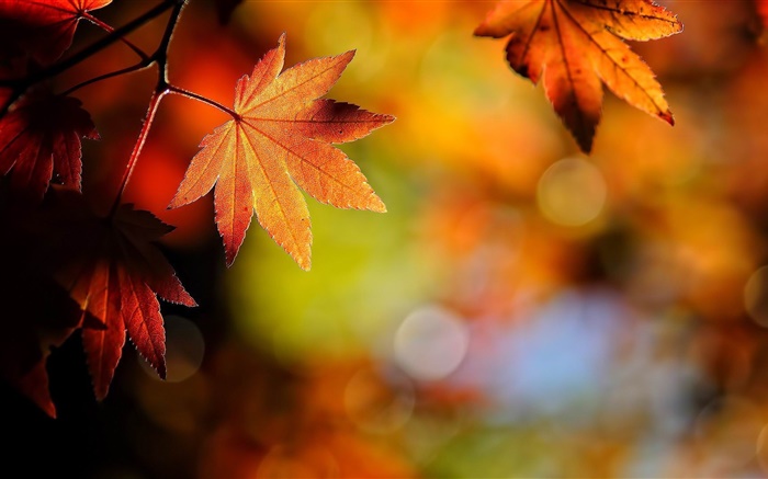 Maple leaves close-up, red, bokeh, autumn Wallpapers Pictures Photos Images