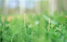 Meadow plant close-up HD wallpaper