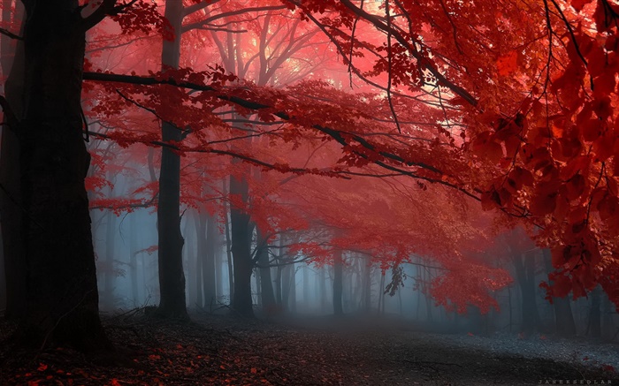 Mist, forest, trees, autumn, red leaves Wallpapers Pictures Photos Images