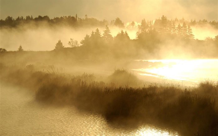 Morning, dawn, stream, grass, fog Wallpapers Pictures Photos Images
