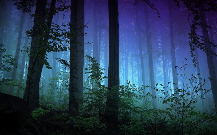 Morning, forest, trees, fog Wallpapers Pictures Photos Images