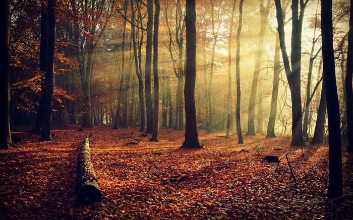 Morning sun, forest, trees, autumn Wallpapers Pictures Photos Images