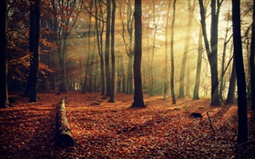 Morning sun, forest, trees, autumn