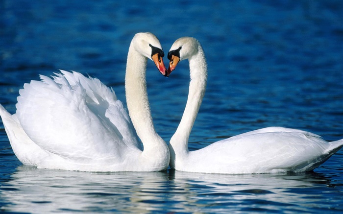 Mute swan, two white swans, lake Wallpapers Pictures Photos Images
