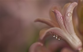 Night, flower close-up, petals, dew HD wallpaper