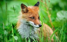 Northern Japan, Shiretoko National Park, fox, grass HD wallpaper