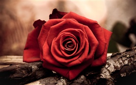 One red rose flower close-up HD wallpaper