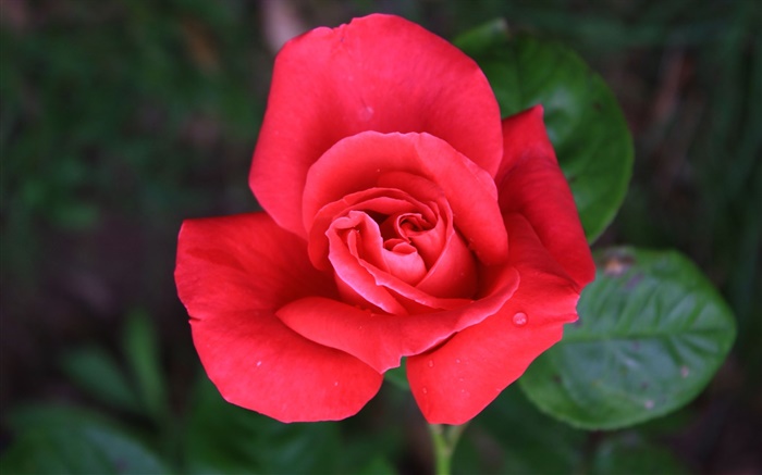 One red rose flower Wallpapers Pictures Photos Images