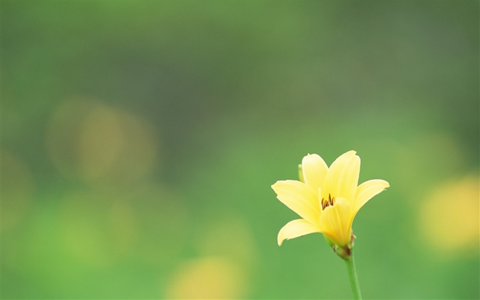 One yellow flower, green background Wallpapers Pictures Photos Images