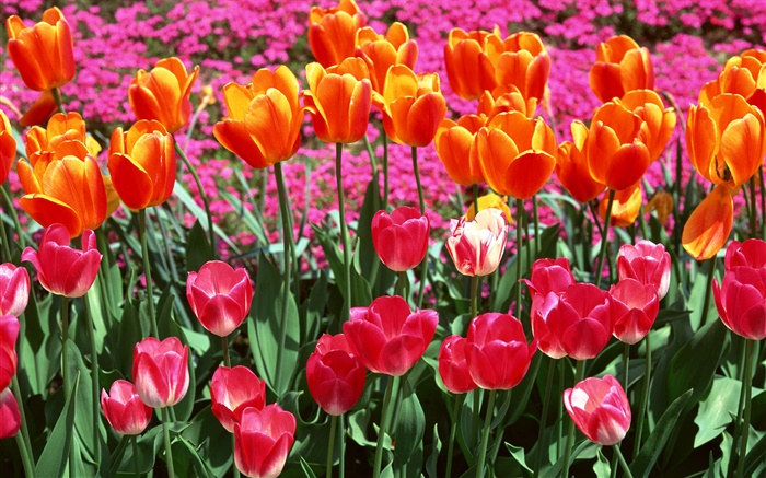 Orange and pink colors, tulip flowers Wallpapers Pictures Photos Images