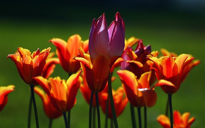 Orange and purple tulip flowers Wallpapers Pictures Photos Images
