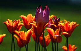 Orange and purple tulip flowers