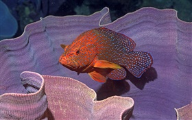 Orange fish HD wallpaper