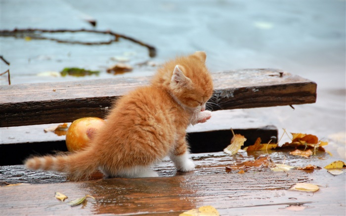 Orange kitten, autumn, leaves Wallpapers Pictures Photos Images