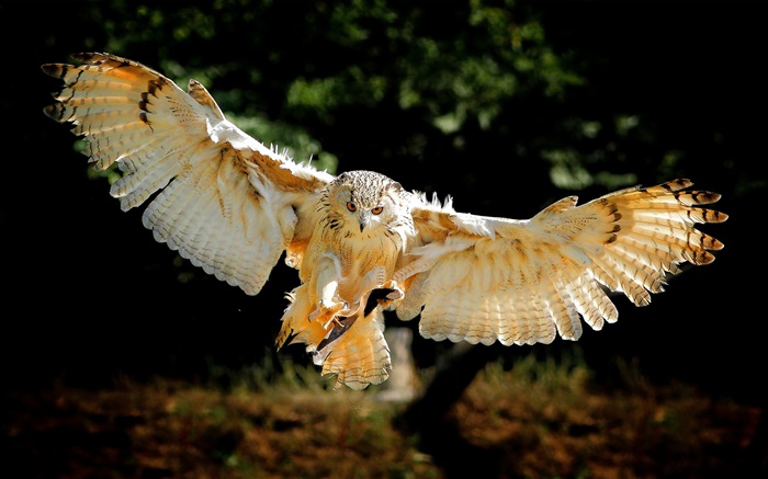 Owl flight wings Wallpapers Pictures Photos Images