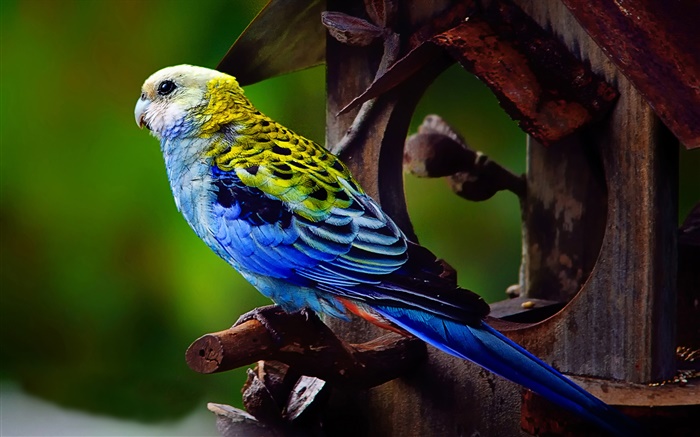 Pale-headed rosella bird Wallpapers Pictures Photos Images