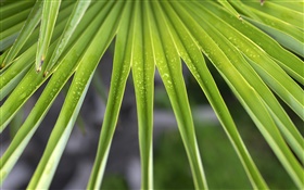 Palm leaves close-up HD wallpaper