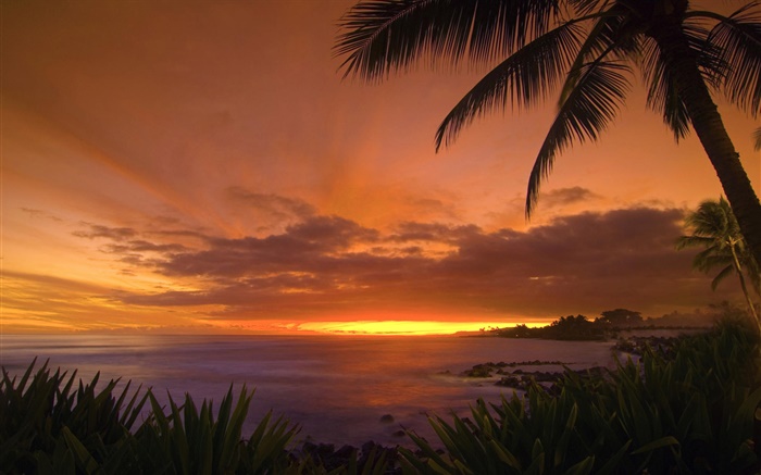 Palm trees, coast, sea, red sky, sunset Wallpapers Pictures Photos Images