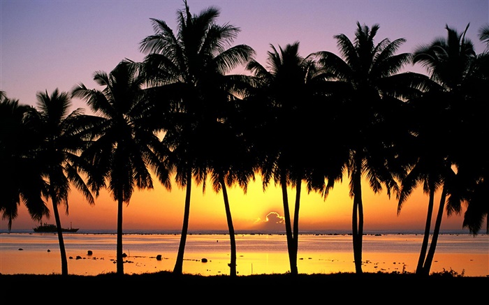 Palm trees, silhouette, sunset, sea, boats Wallpapers Pictures Photos Images