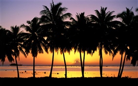 Palm trees, silhouette, sunset, sea, boats
