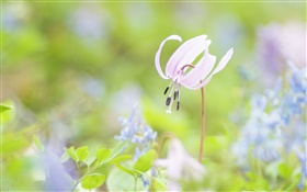 Park flowers close-up, blurred background HD wallpaper