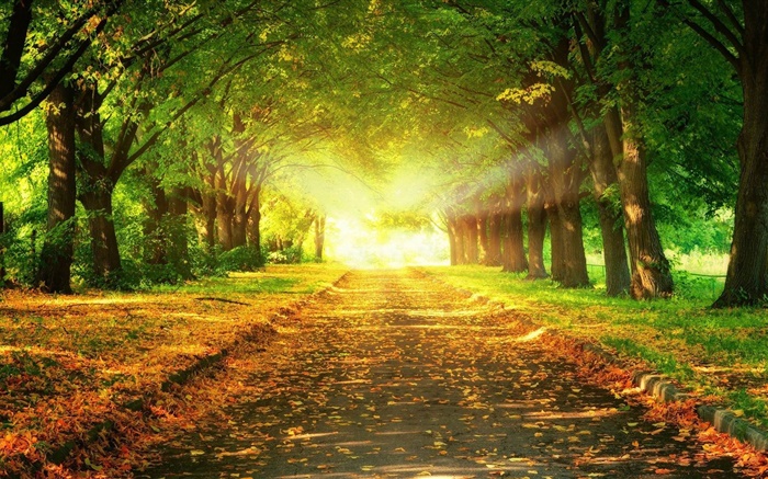 Park, road, trees, sun rays, autumn Wallpapers Pictures Photos Images
