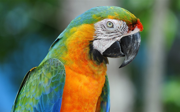 Parrot close-up Wallpapers Pictures Photos Images