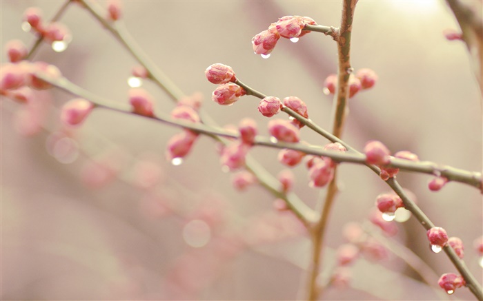 Peach flower buds, spring, twigs Wallpapers Pictures Photos Images