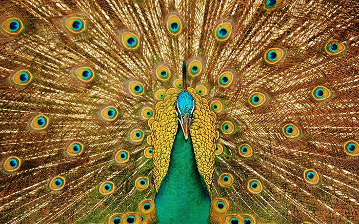 Peacock beautiful tail Wallpapers Pictures Photos Images