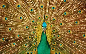 Peacock beautiful tail