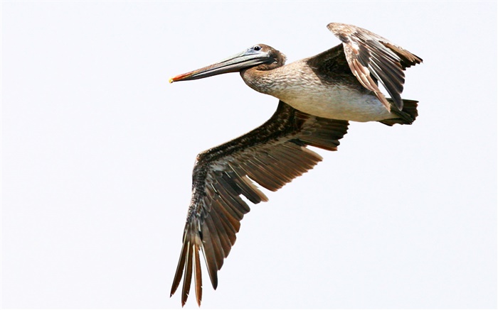 Peruvian pelican flying Wallpapers Pictures Photos Images