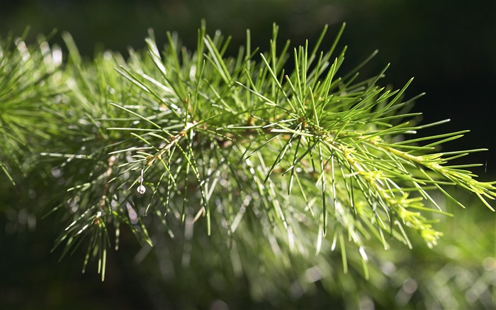 Pine tree, twig close-up Wallpapers Pictures Photos Images
