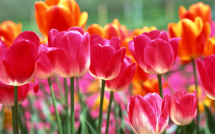 Pink and orange tulip flowers Wallpapers Pictures Photos Images