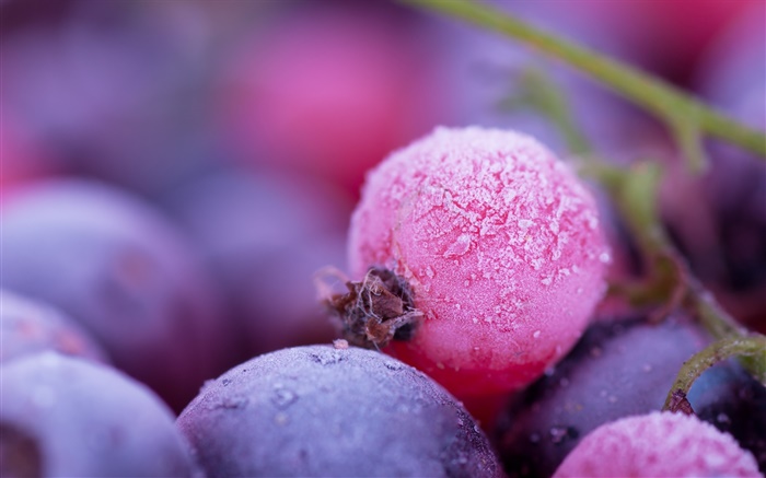 Pink and purple berries, frost, winter Wallpapers Pictures Photos Images