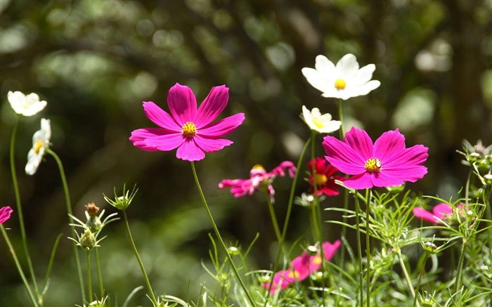 Pink and white cosmos bipinnatus flowers Wallpapers Pictures Photos Images