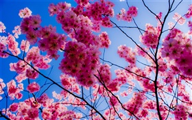 Pink cherry blossoms HD wallpaper