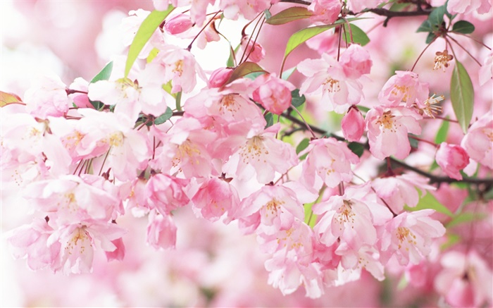 Pink cherry flowers, blurry Wallpapers Pictures Photos Images