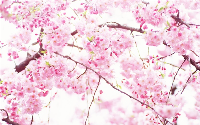 Pink cherry flowers, tree, spring Wallpapers Pictures Photos Images